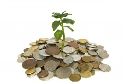 Coins and plant